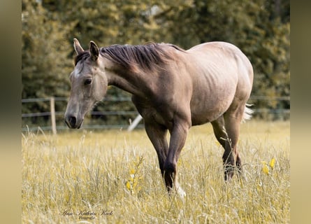 American Quarter Horse, Hengst, 1 Jahr, 150 cm, Buckskin