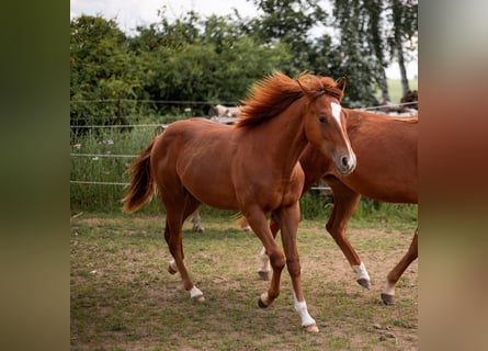 American Quarter Horse, Hengst, 1 Jahr, 150 cm, Fuchs