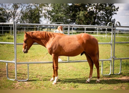 American Quarter Horse, Hengst, 1 Jahr, 150 cm, Fuchs