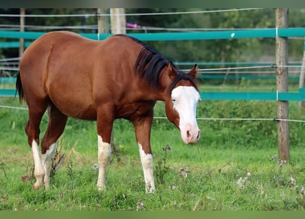 American Quarter Horse, Hengst, 1 Jahr, 150 cm, Overo-alle-Farben