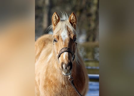 American Quarter Horse, Hengst, 1 Jahr, 150 cm, Palomino