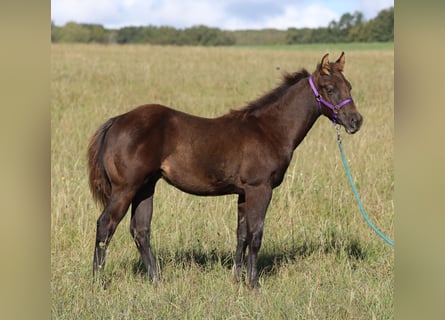 American Quarter Horse, Hengst, 1 Jahr, 150 cm