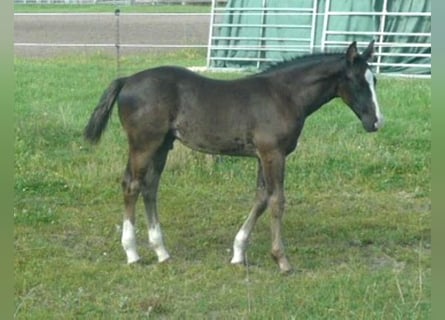 American Quarter Horse, Hengst, 1 Jahr, 152 cm, Rappe