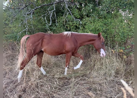 American Quarter Horse, Hengst, 1 Jahr, 153 cm, Fuchs