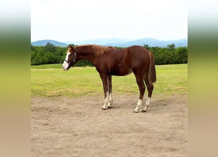 American Quarter Horse, Hengst, 1 Jahr, 153 cm, Fuchs