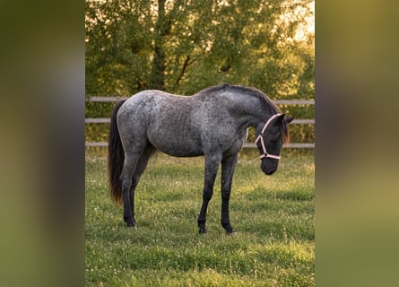 American Quarter Horse, Hengst, 1 Jahr, 154 cm, Roan-Blue