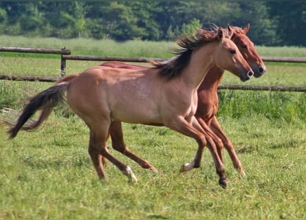 American Quarter Horse, Hengst, 1 Jahr, 155 cm, Falbe