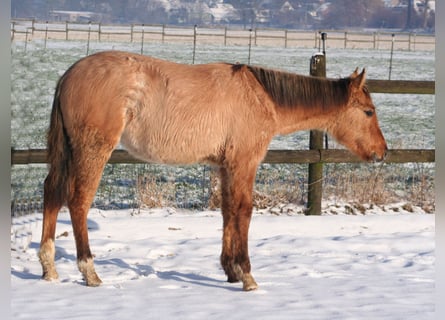American Quarter Horse, Hengst, 1 Jahr, 155 cm, Falbe