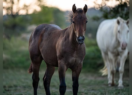 American Quarter Horse, Hengst, 1 Jahr, 155 cm, Roan-Bay