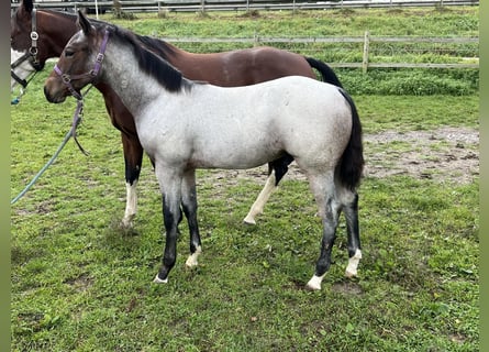 American Quarter Horse, Hengst, 1 Jahr, 155 cm, Roan-Bay