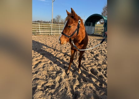 American Quarter Horse, Hengst, 1 Jahr, 156 cm, Fuchs