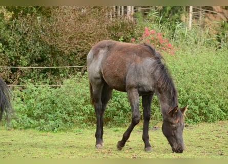 American Quarter Horse, Hengst, 1 Jahr, 158 cm, Roan-Blue