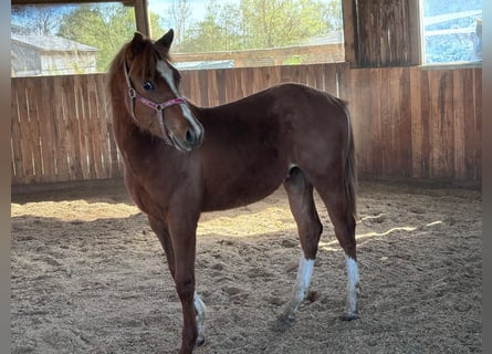 American Quarter Horse, Hengst, 1 Jahr, 160 cm, Fuchs