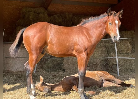 American Quarter Horse, Hengst, 1 Jahr, Brauner