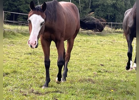 American Quarter Horse, Hengst, 1 Jahr, Brauner