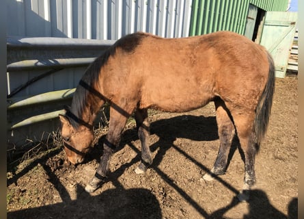 American Quarter Horse, Hengst, 1 Jahr, Braunfalbschimmel