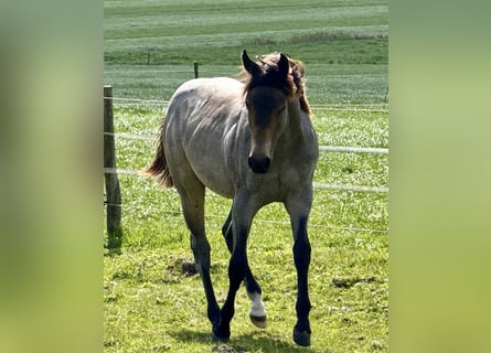 American Quarter Horse, Hengst, 1 Jahr, Buckskin