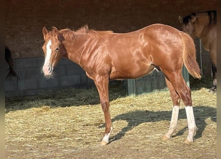 American Quarter Horse, Hengst, 1 Jahr, Dunkelfuchs