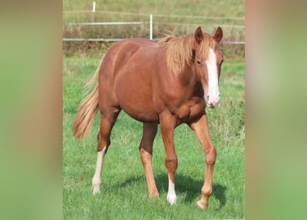American Quarter Horse, Hengst, 1 Jahr, Dunkelfuchs