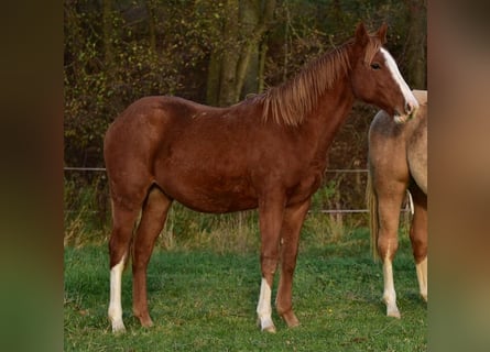 American Quarter Horse, Hengst, 1 Jahr, Dunkelfuchs