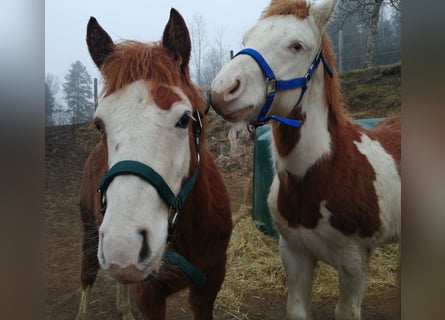 American Quarter Horse, Hengst, 1 Jahr, Fuchs