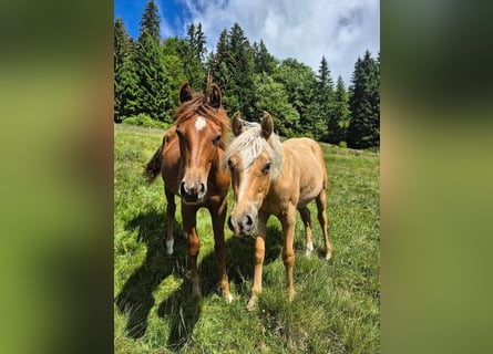 American Quarter Horse, Hengst, 1 Jahr, Palomino