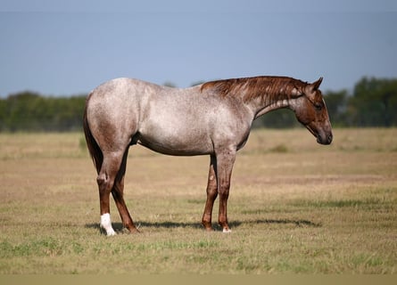 American Quarter Horse, Hengst, 1 Jahr, Roan-Red