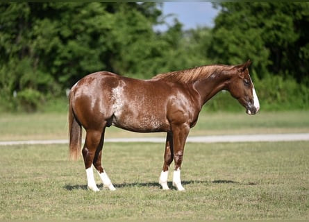 American Quarter Horse, Hengst, 1 Jahr, Rotfuchs