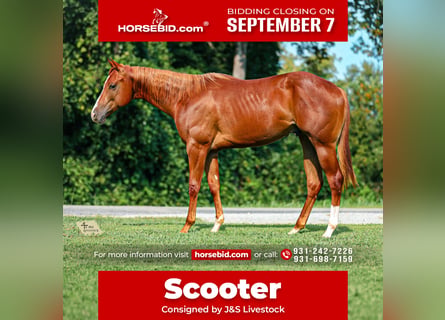 American Quarter Horse, Hengst, 1 Jahr, Rotfuchs