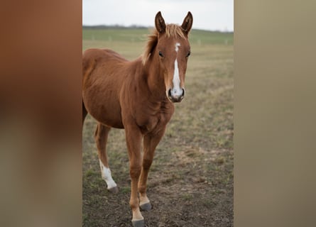 American Quarter Horse, Hengst, 1 Jahr, Rotfuchs