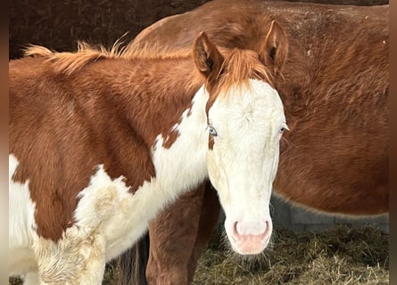 American Quarter Horse, Hengst, 1 Jahr, Schecke