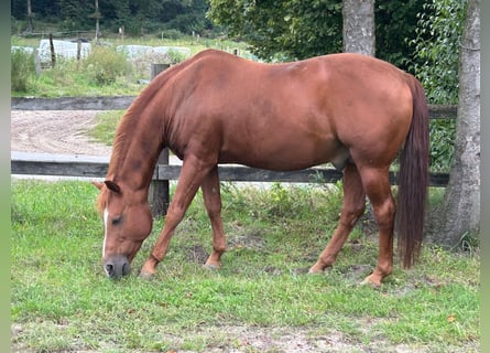 American Quarter Horse, Hengst, 20 Jaar, 149 cm, Donkere-vos