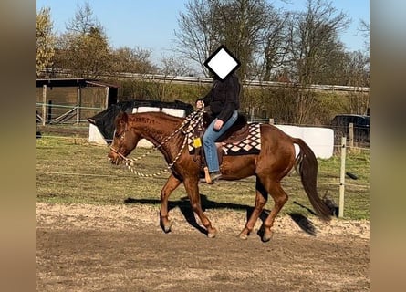 American Quarter Horse, Hengst, 20 Jahre, 149 cm, Fuchs