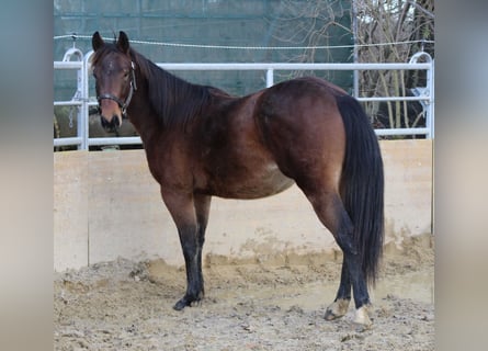 American Quarter Horse, Hengst, 2 Jaar, 140 cm, Bruin