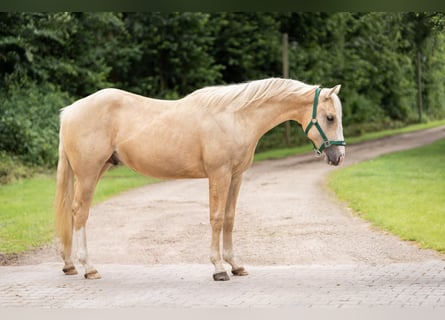 American Quarter Horse, Hengst, 2 Jaar, 140 cm, Palomino