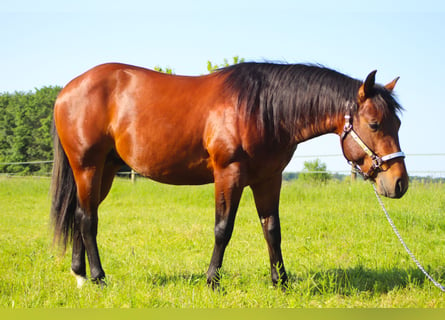American Quarter Horse, Hengst, 2 Jaar, 142 cm, Brauner