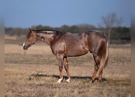 American Quarter Horse, Hengst, 2 Jaar, 142 cm, Roan-Red
