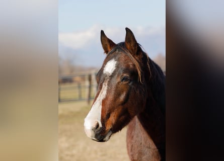 American Quarter Horse, Hengst, 2 Jaar, 145 cm, Bruin