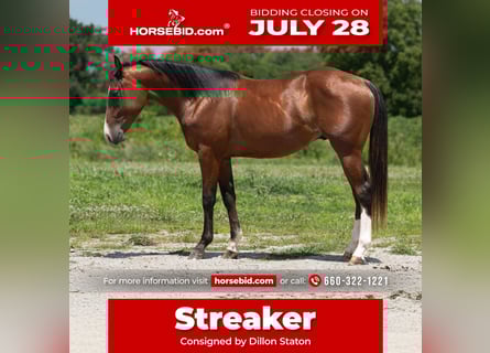 American Quarter Horse, Hengst, 2 Jaar, 147 cm, Roodbruin