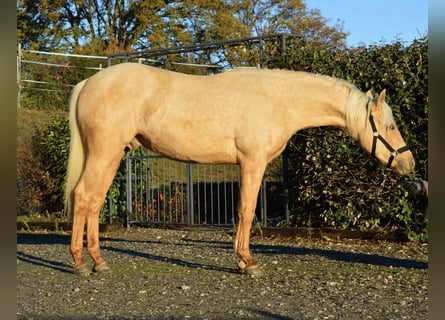 American Quarter Horse, Hengst, 2 Jaar, 148 cm, Palomino