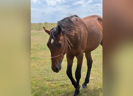 American Quarter Horse Mix, Hengst, 2 Jaar, 150 cm, Brauner