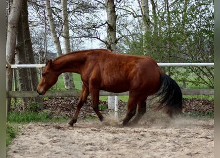 American Quarter Horse, Hengst, 2 Jaar, 150 cm, Bruin