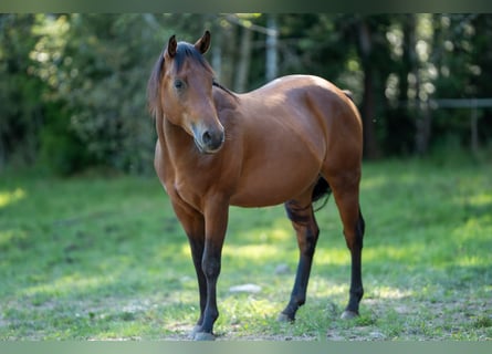 American Quarter Horse, Hengst, 2 Jaar, 150 cm, Bruin