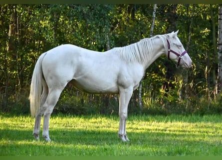 American Quarter Horse, Hengst, 2 Jaar, 150 cm, Cremello