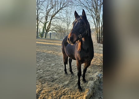 American Quarter Horse, Hengst, 2 Jaar, 150 cm, Donkerbruin