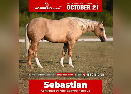 American Quarter Horse, Hengst, 2 Jaar, 150 cm, Palomino