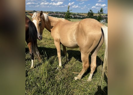American Quarter Horse, Hengst, 2 Jaar, 150 cm, Palomino