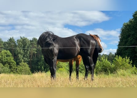 American Quarter Horse, Hengst, 2 Jaar, 150 cm, Zwart