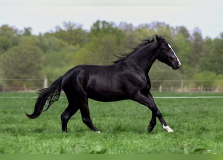 American Quarter Horse, Hengst, 2 Jaar, 152 cm, Zwart