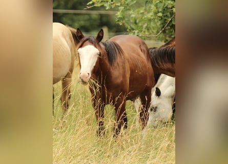 American Quarter Horse, Hengst, 2 Jaar, 154 cm, Bruin